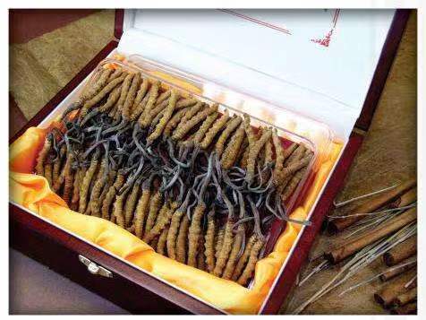 忻府冬虫夏草回收